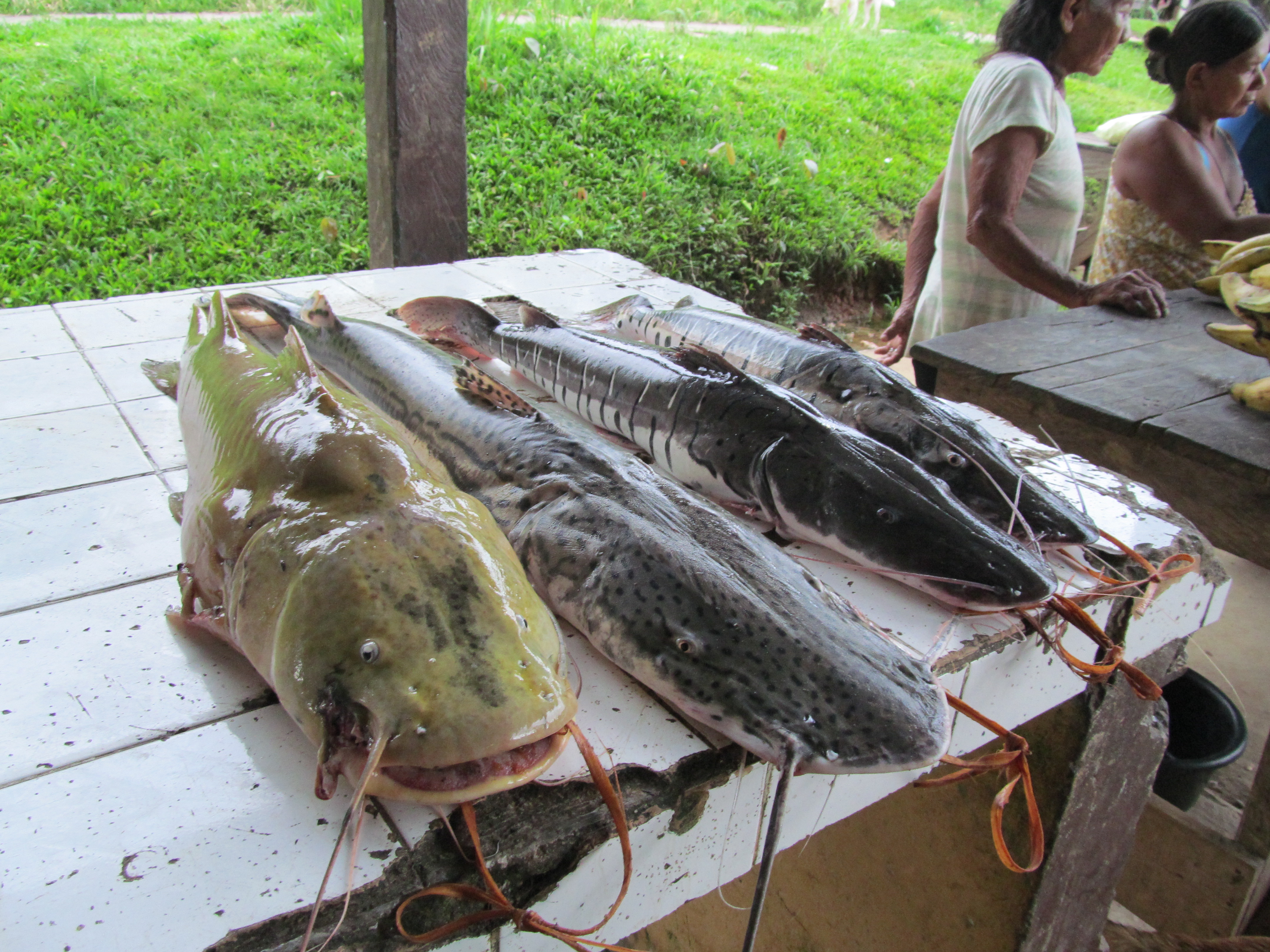 Mercado Puerto Nariño